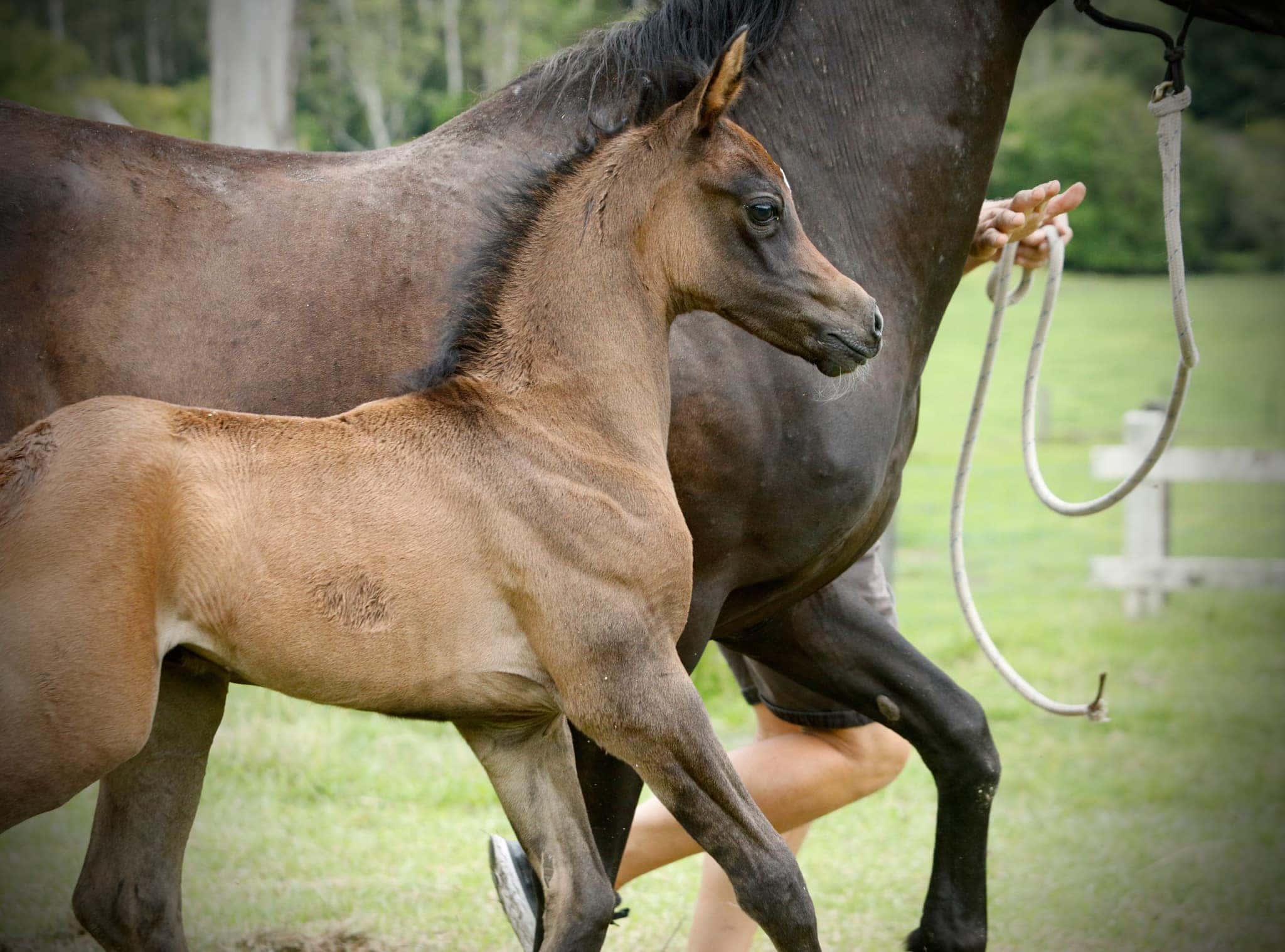 Grey Colt by Naajmir x Bremervale Dark Princess