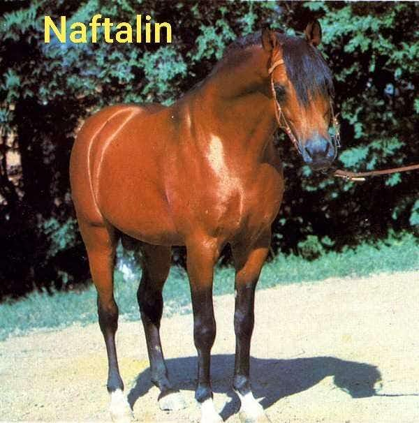 Naftalin (RU)