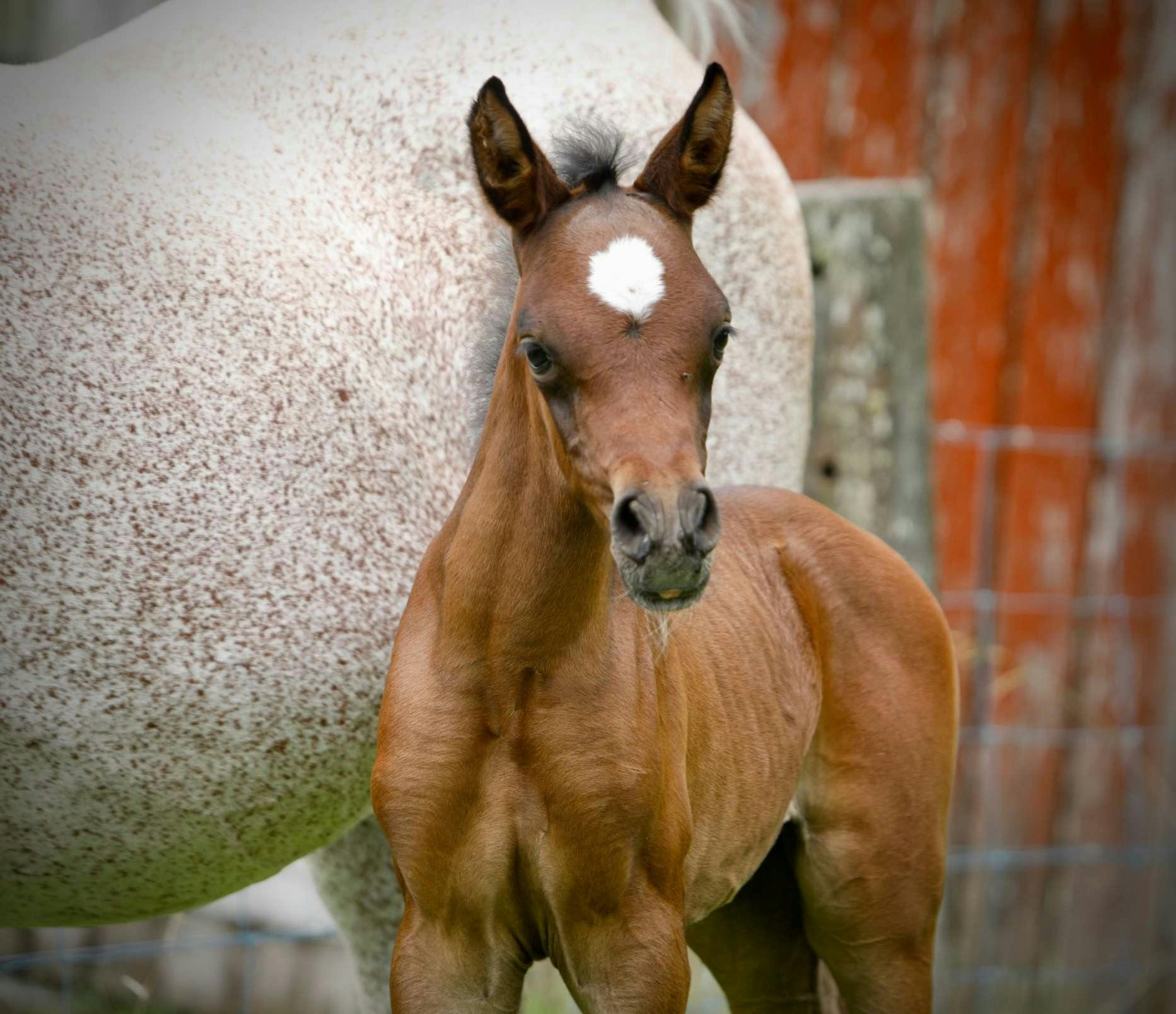 A Filly for Za'jarne