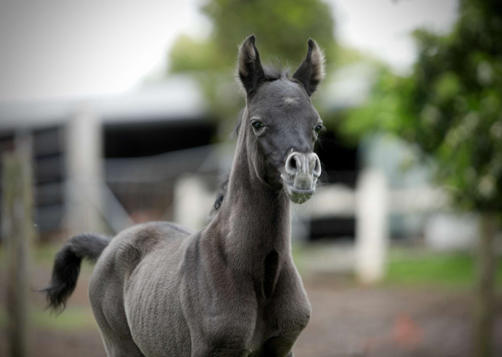 A colt for Palma El Ameira