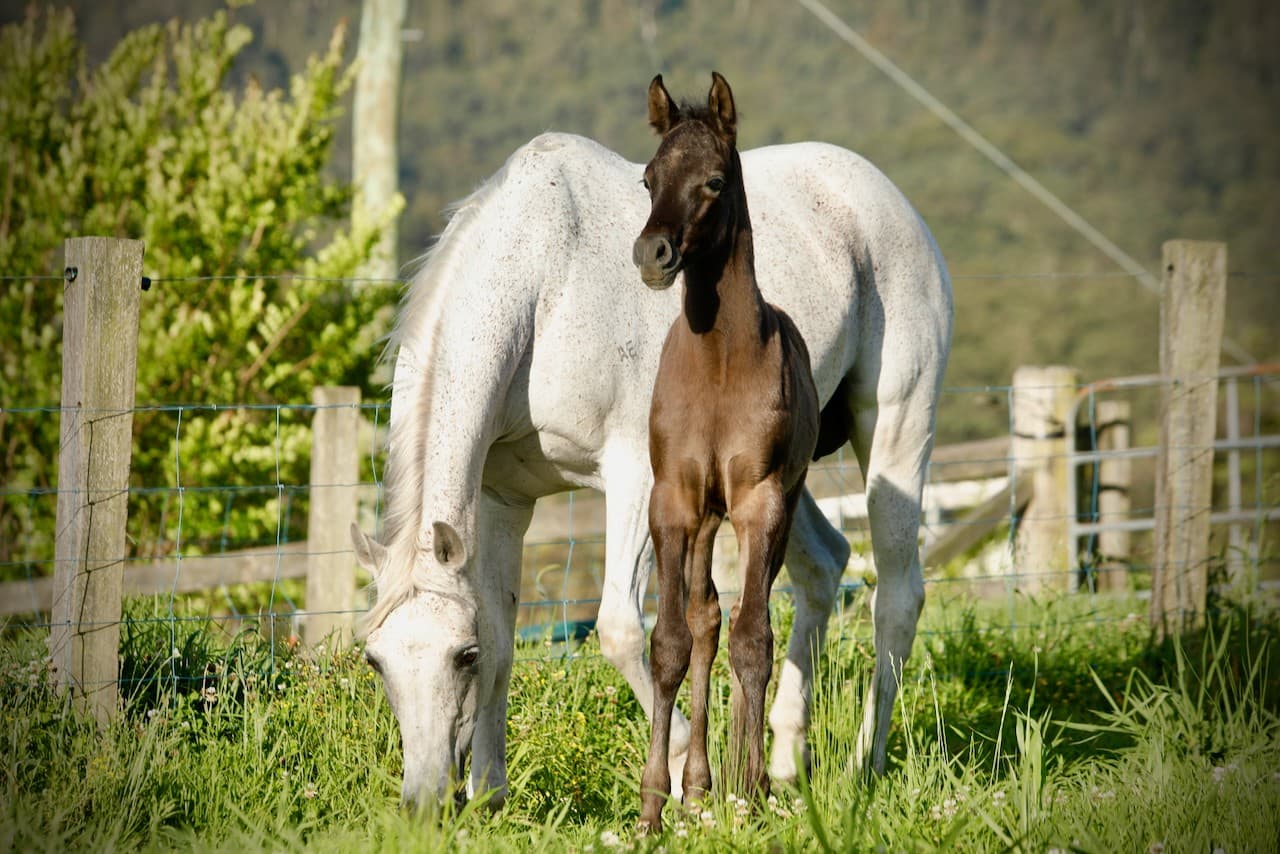 Grey Colt by Titanium FX x Palma El Ameira