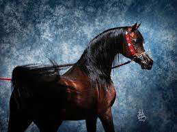 Marwan Al Shaqab (QA)