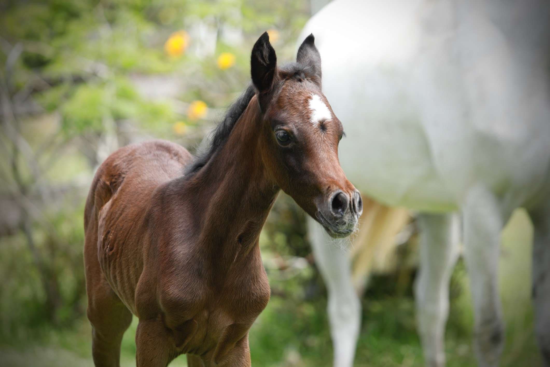 Grey Filly by M El Tessara x Djamila Nadira