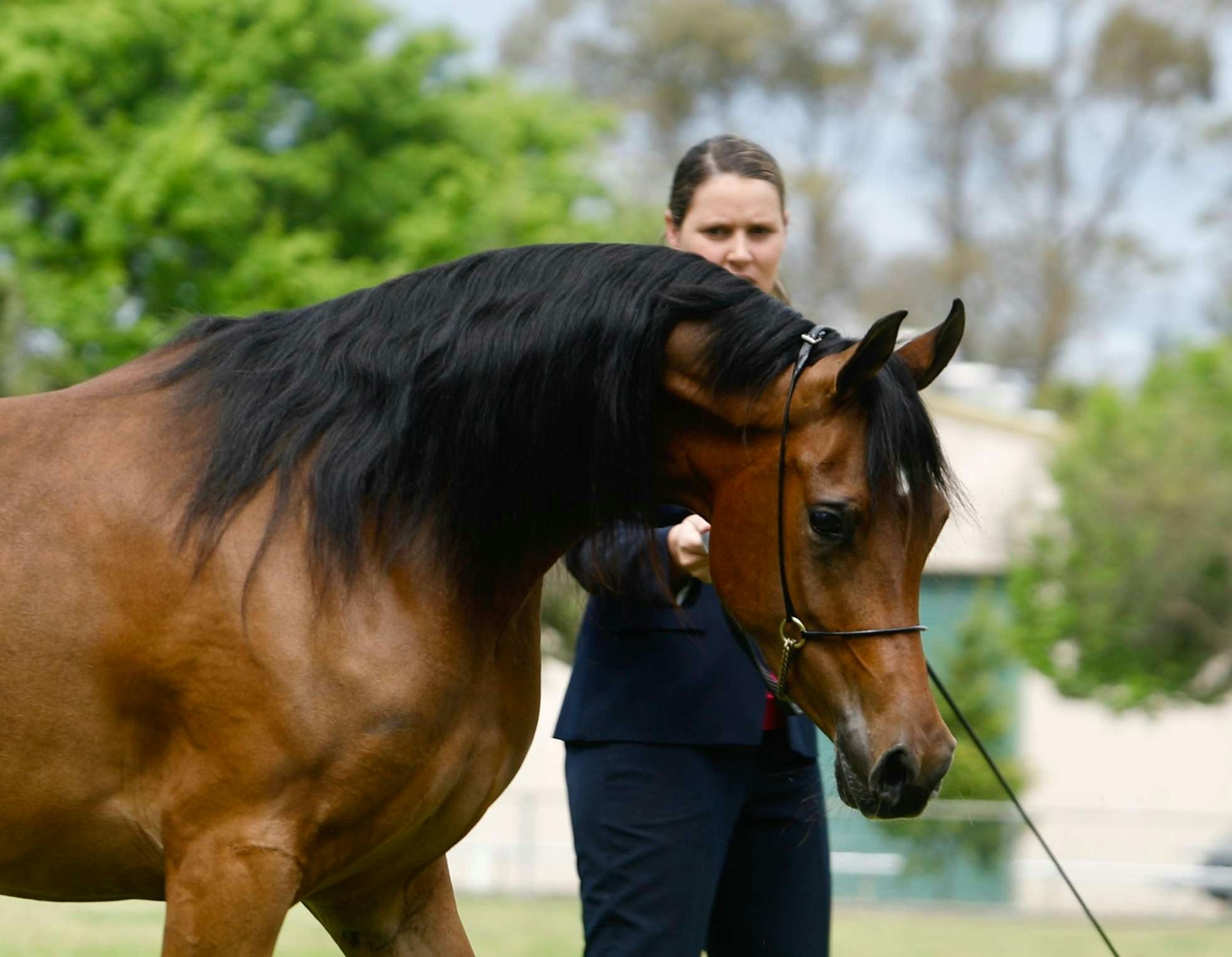 NSW State Titles Show Results