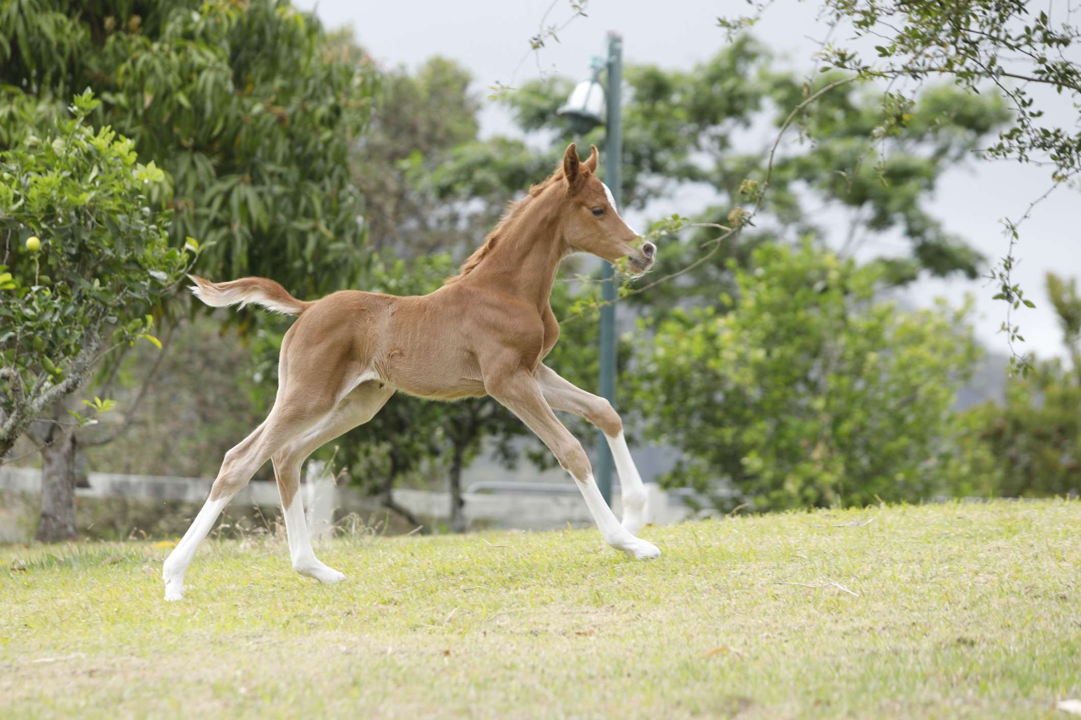 2023 Purebred Colt (SOLD)