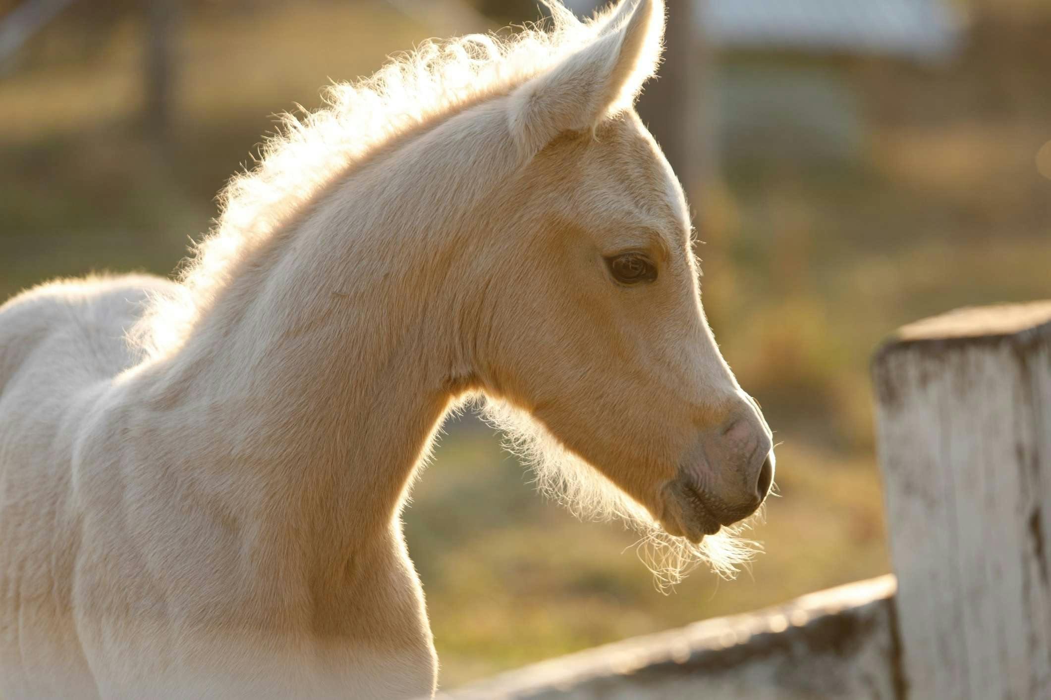 2023 Palomino Part Arabian Colt