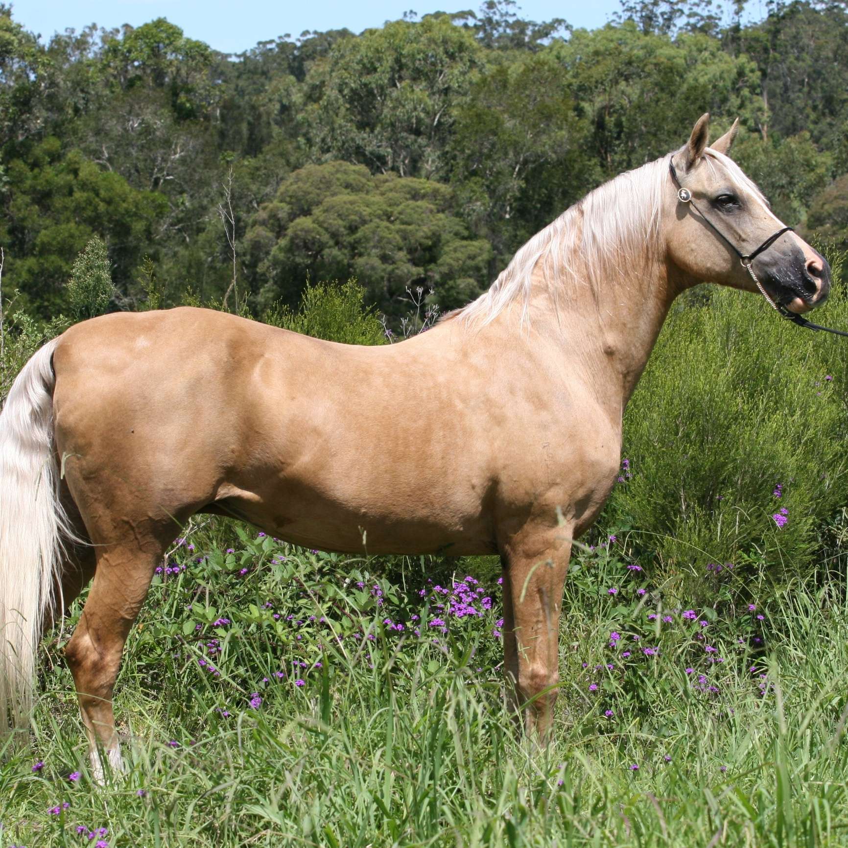 Amaki's Golden Imp
