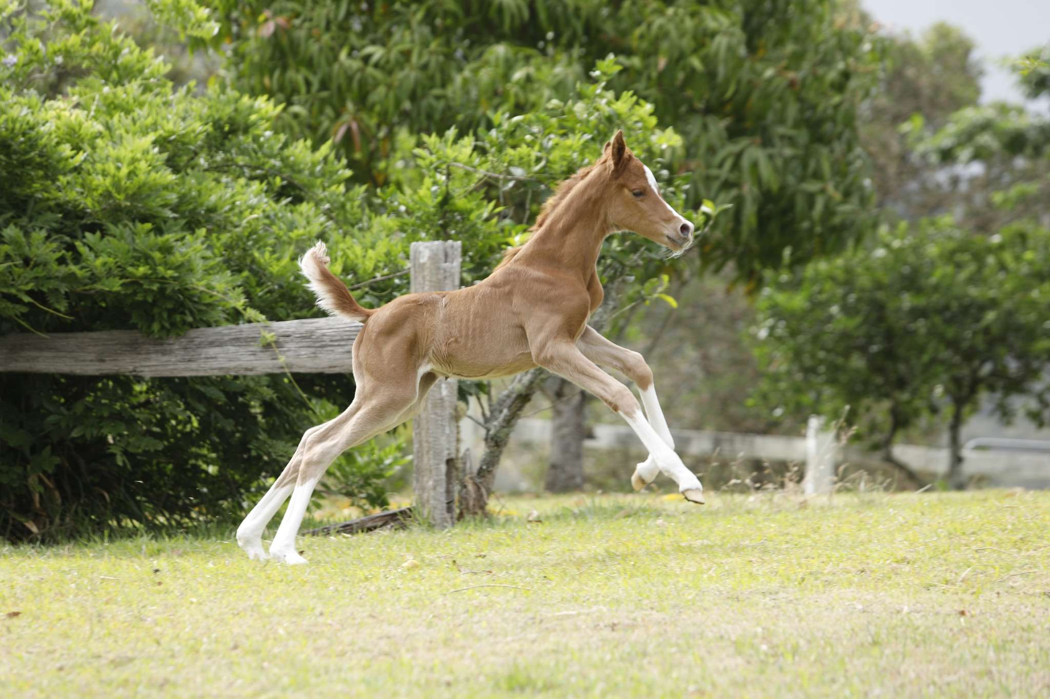 A Colt for Zafirah