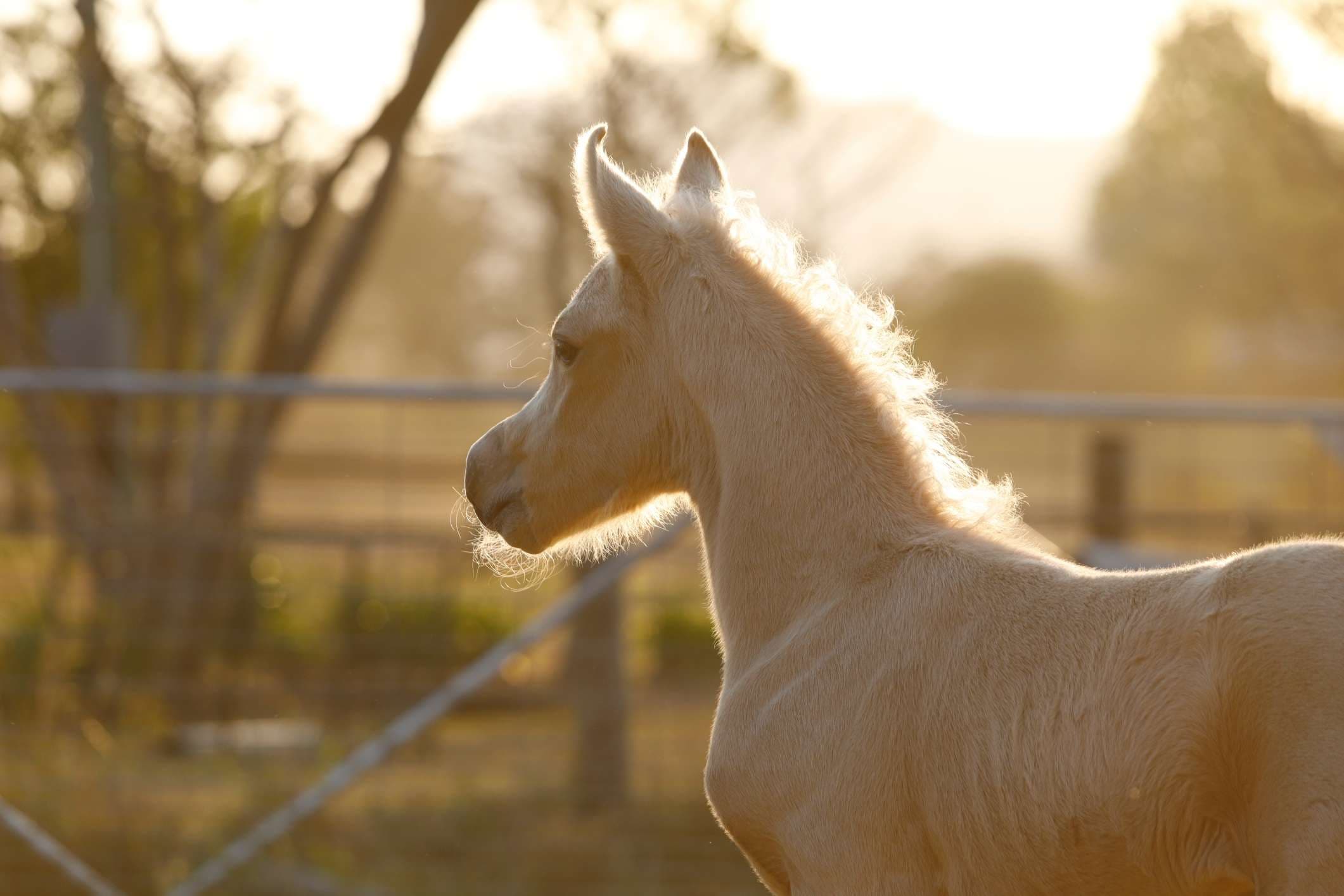 A Colt for Amaki's Impresshan