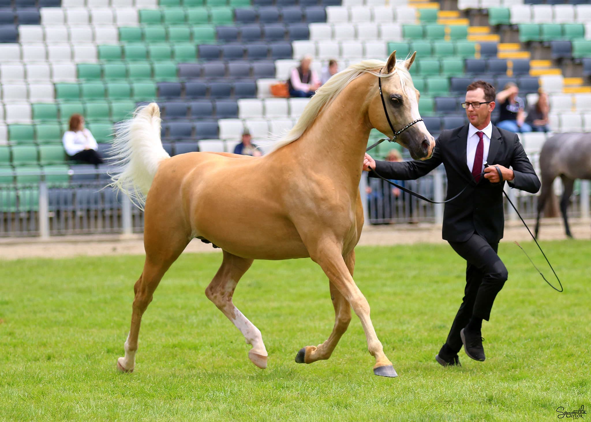 Australasian Breeders Cup Show Results