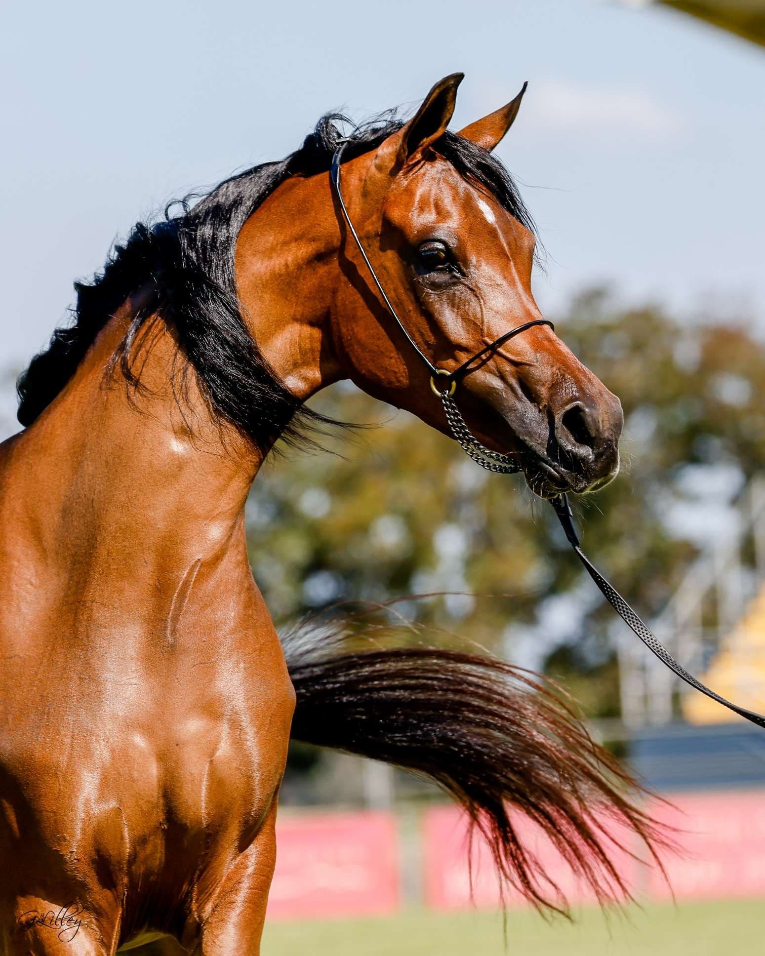 Nejilah wins 2022 National Reserve Champion Purebred Mare