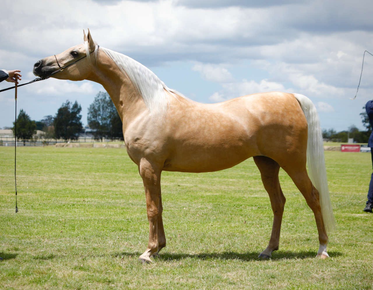 Blond Ambition Wins 2022 National Champion Half Arabian