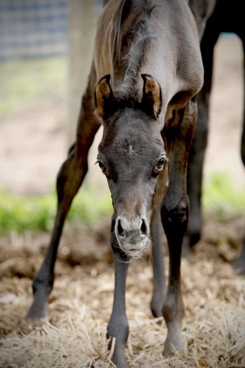 A colt for Bremervale Dark Princess