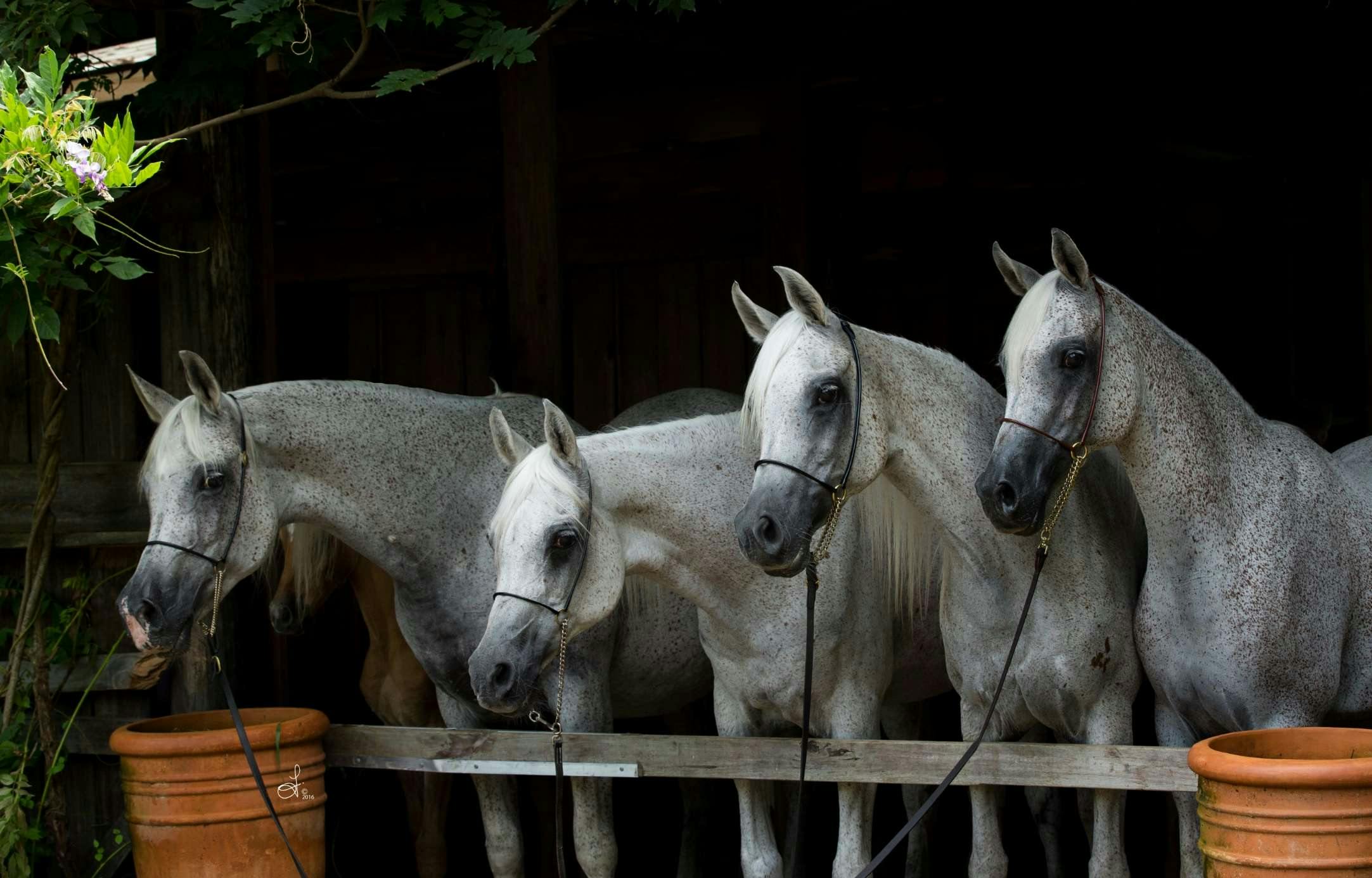 Four horses