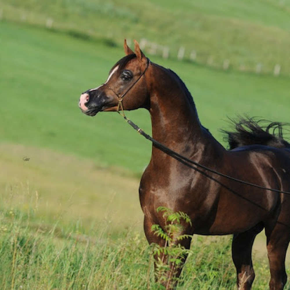 Арабская лошадь 5. Мини Шетти порода лошадей. Арабская лошадь. Красота лошадей. Красивые арабские скакуны.