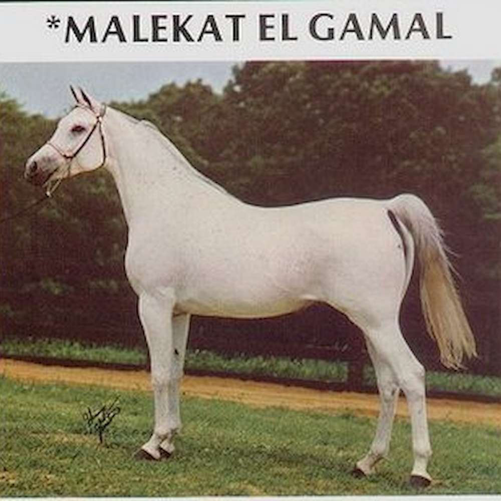 Malekat El Gamal (EG)
