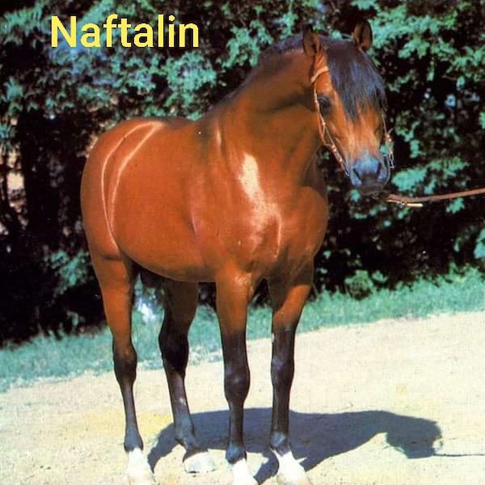 Naftalin (RU)