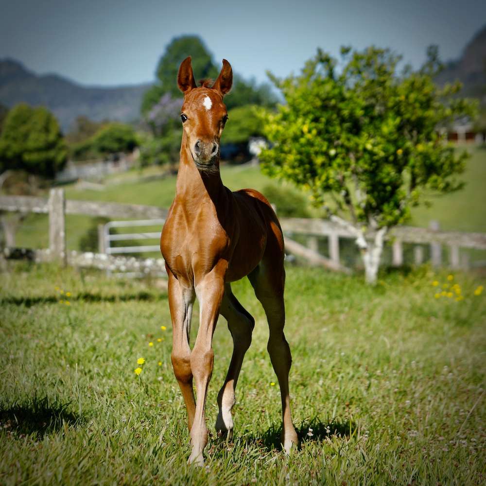 Neytiri foals filly by Abha Omani