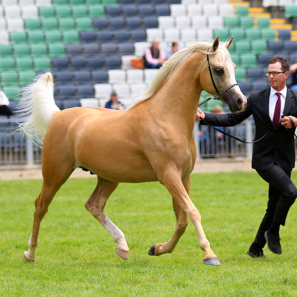 Australasian Breeders Cup Show Results